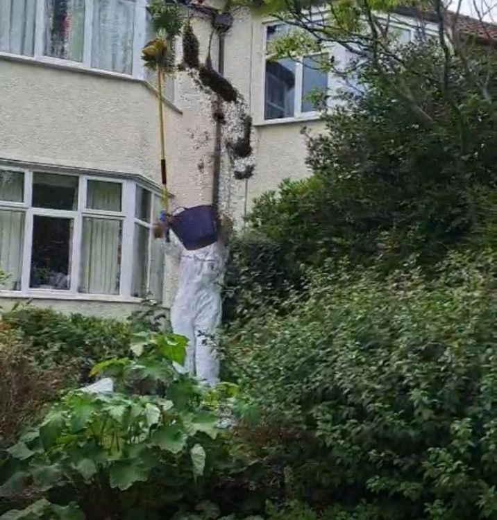 20250531 Bees 2.JPEG