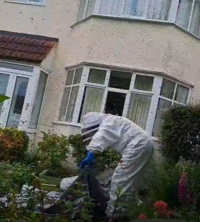 20250531 Bees 3.JPEG