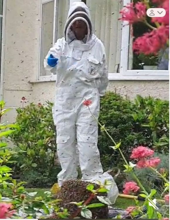 20250531 Bees 4.JPEG