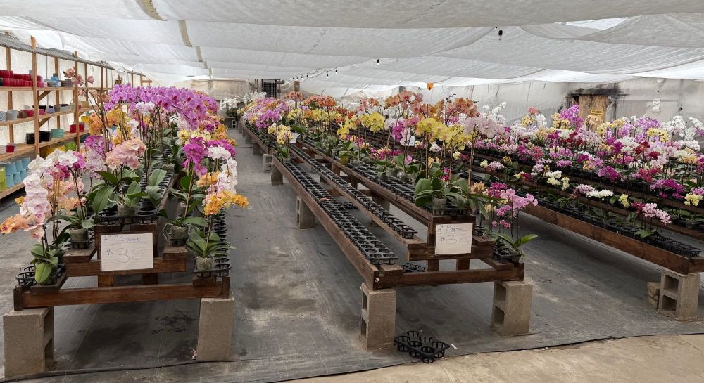 2.OrchidShop.thumb.jpg.b62f44f3b3070cc328b070ecb126a037.jpg
