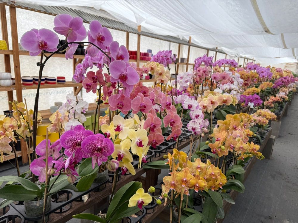3.Orchidrow.thumb.jpg.d05dcc582e85b492539792de55824419.jpg