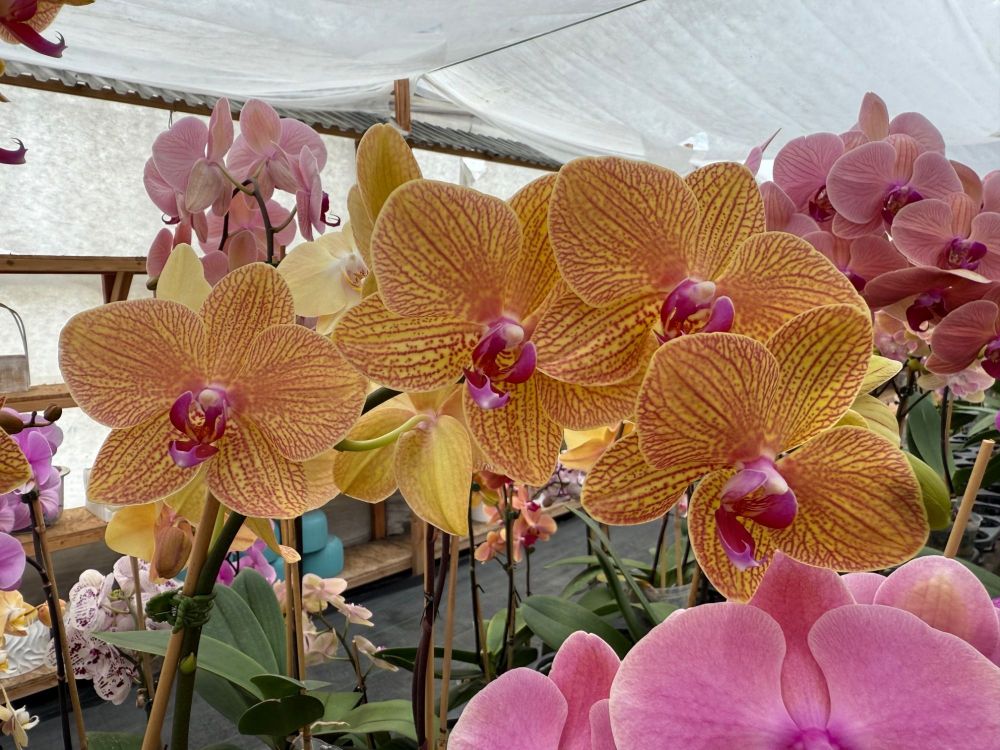 3Orangeveinorchids.thumb.jpg.250532eece8f3e08d5af47025648cbd4.jpg