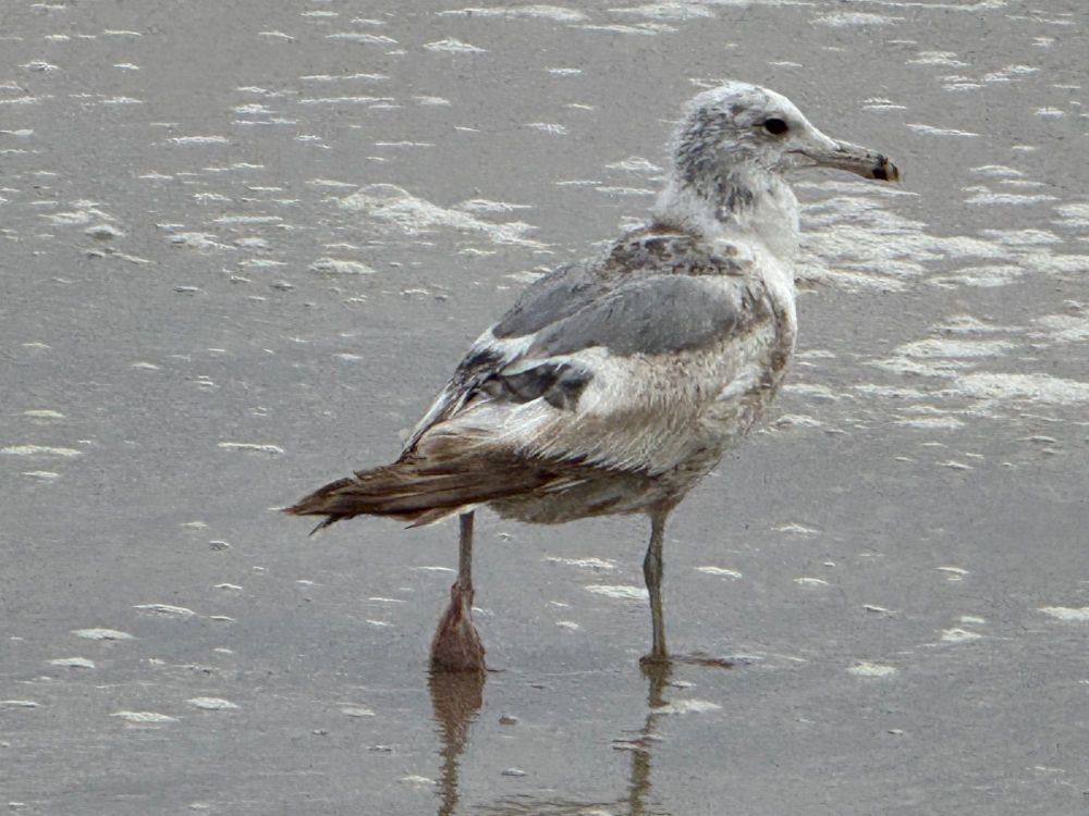 4.1Seagull.thumb.jpg.2f6c7fa2b34036274f148de0c3c9e821.jpg