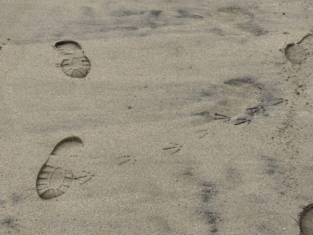4.1Seagulltracks.thumb.jpg.23bbbc700f961a39e86caa1c041290b8.jpg