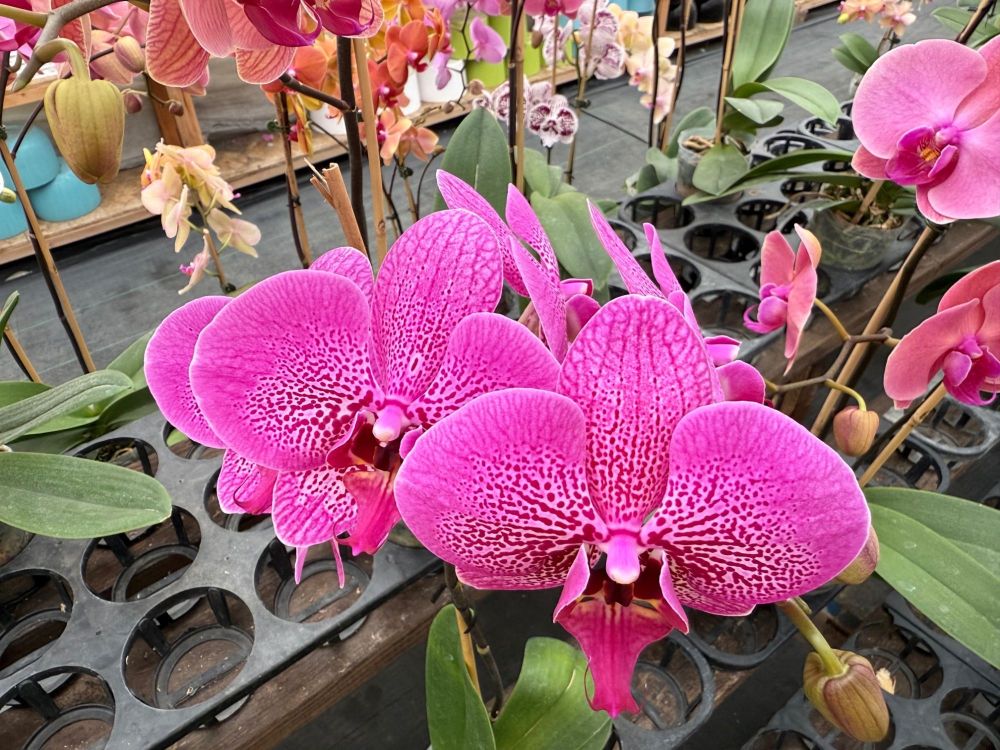 4Purpleorchids.thumb.jpg.2dfbae92974a6dfd6cc5d5d0c887cf5c.jpg