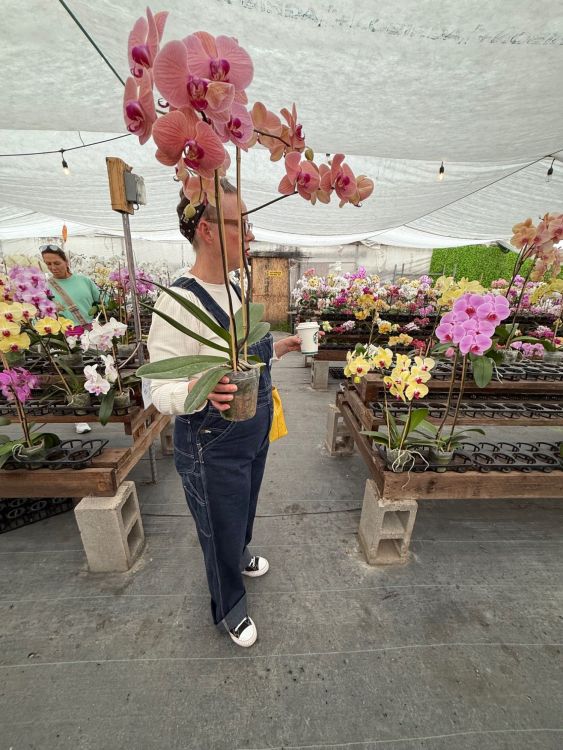4yfRachelorchids.thumb.jpg.423a7ff12291f10911b7bf27ecb48320.jpg