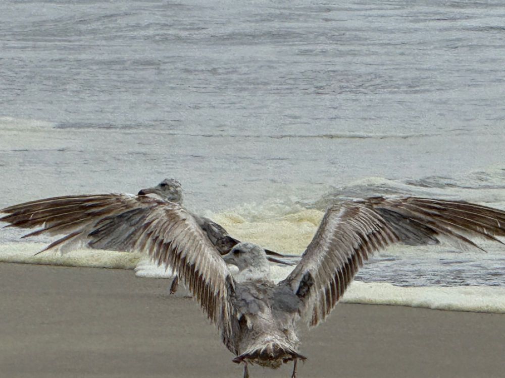 Spread wings seagull.jpg