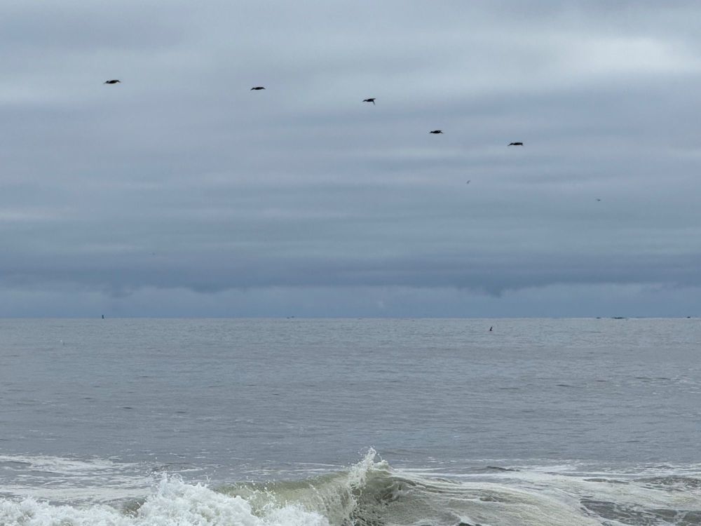 z Birds and breakers.jpg