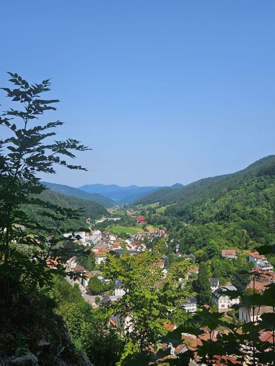20250813_121101.thumb.jpg.c7a708a3f6d1ff3e8b797de581ebde6b.jpg
